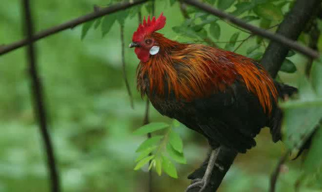 3 Hewan Yang Bisa Melihat Malaikat Dan Setan Menurut Islam Cinta