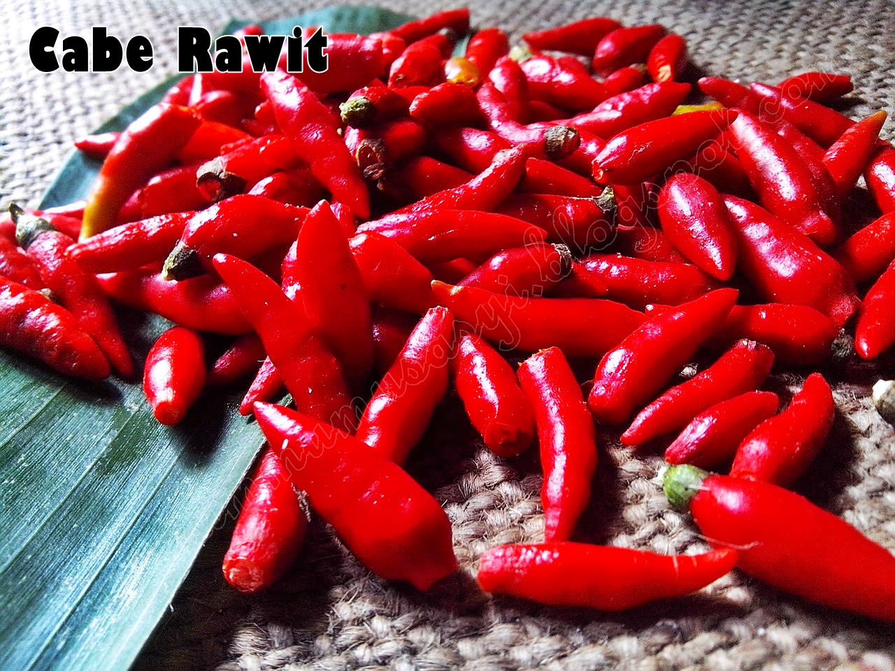 penyiraman cabe rawit