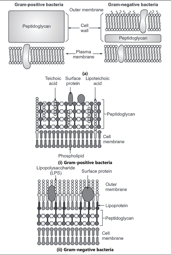 Bacterial Cell Wall Types, Composition and Function Biology Ease