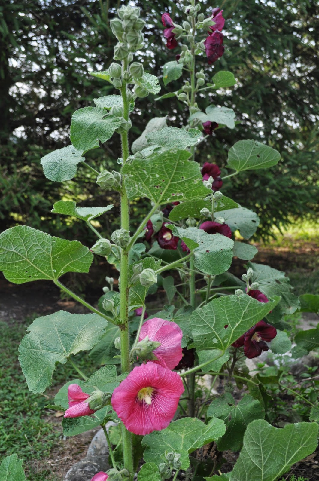 Grassy Branch Farm Hollyhock Dolls