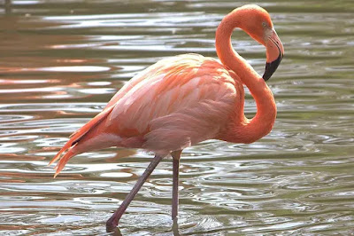 American Flamingo Photo Credit: LaggedOnUser/Flickr/CC by-SA 2.0