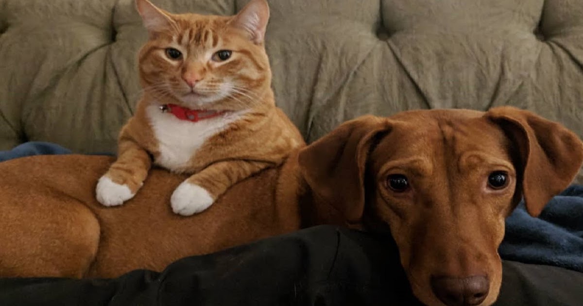 That's Purrfect Cat Comforts Dog