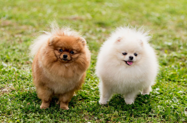Teacup Pomeranian Price In Lucknow Pets Lovers