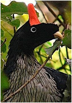 Horned Guan Birds Photos 2