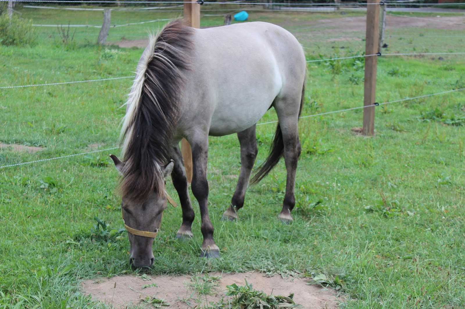 Interessengemeinschaft Liebenthaler Wildpferde