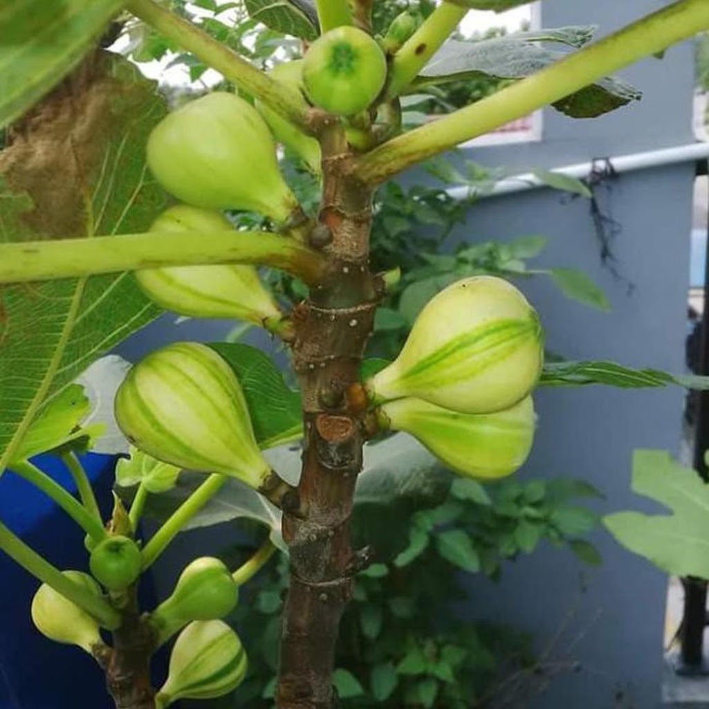 bibit buah Bibit Cuttingan bahan stek buah tin panache tiger belang tanaman hidup Magelang