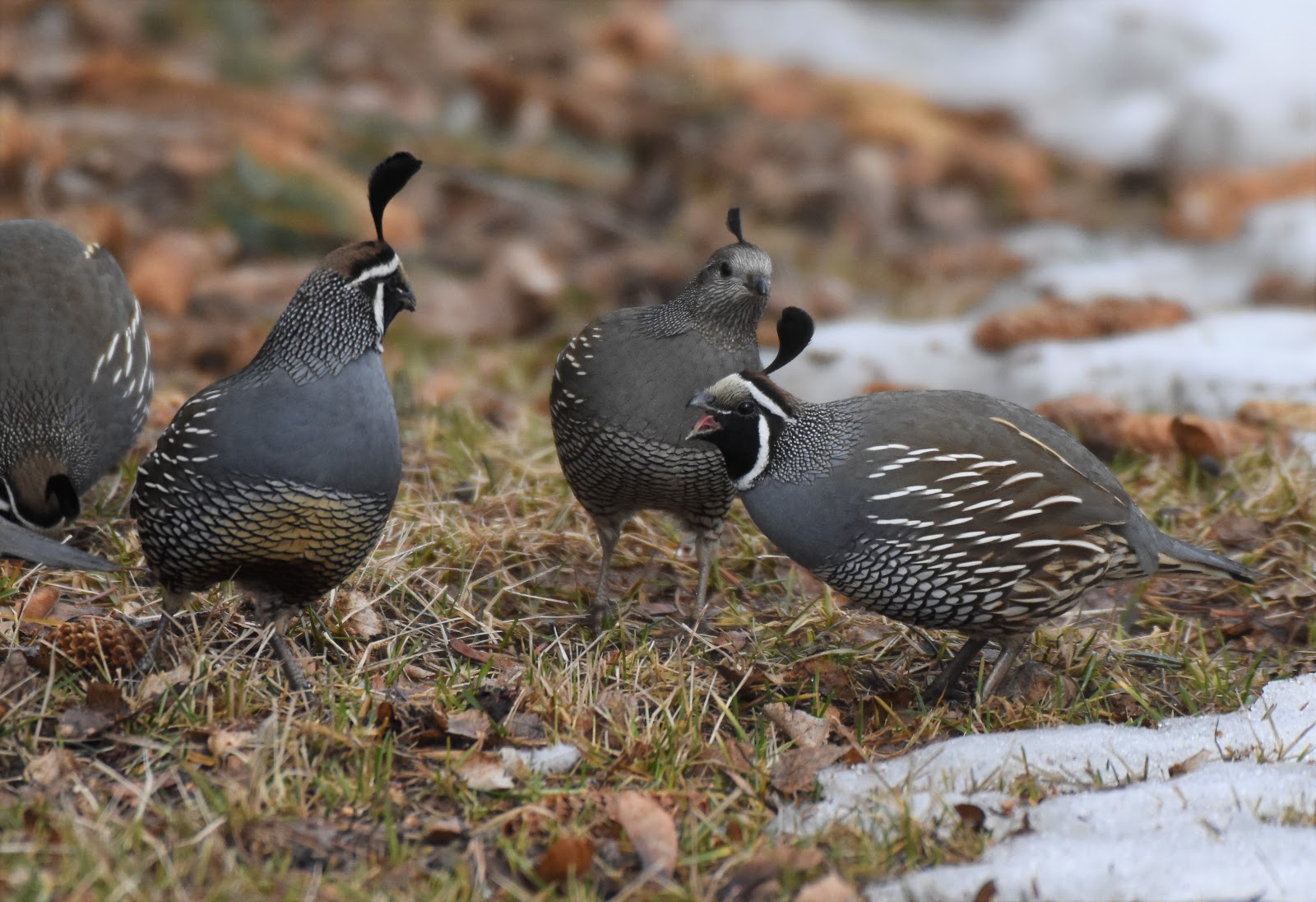 Las Aventuras Las Aventuras Arizona Quail and Grouse