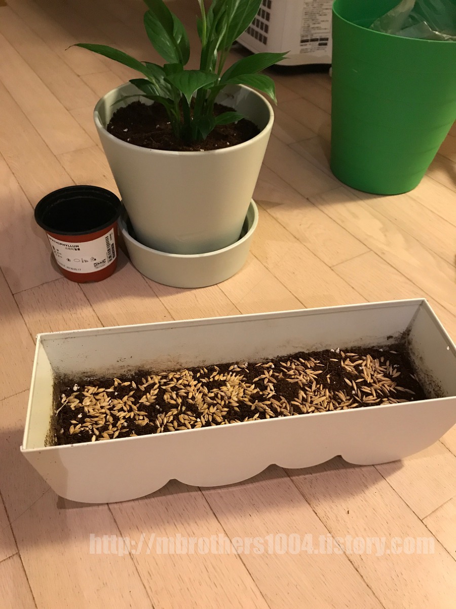 이케아 공기 정화 식물 IKEA Air purification plant