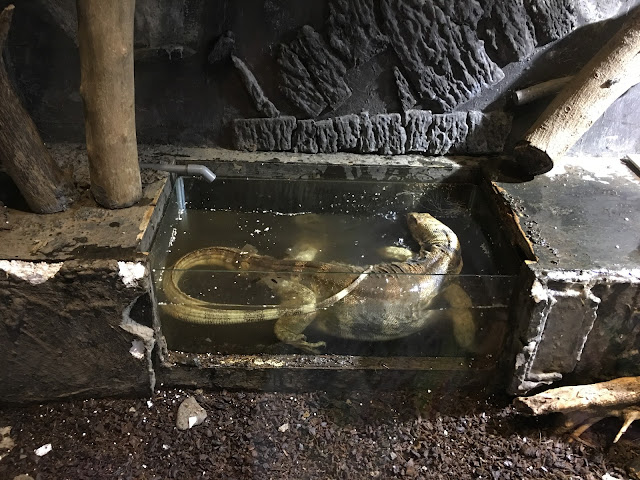 台灣昆蟲館．青蛙體驗式導覽｜巨蜥