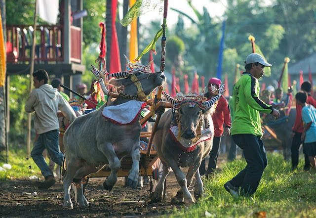 Гонки на буйволах на Бали. Фото: Vitaly Taisayev