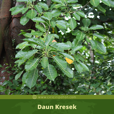 Daun Kresek