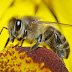 Προστασία μελισσών από ψεκασμούς
