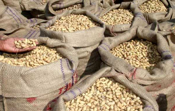 Peanut market sales in North Gujarat have come down Agriculture in Gujarat now the groundnut market is dominating Saurashtra