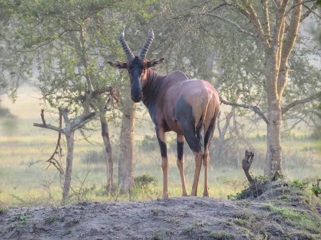 A topi in Lake Mburo National Park in Uganda