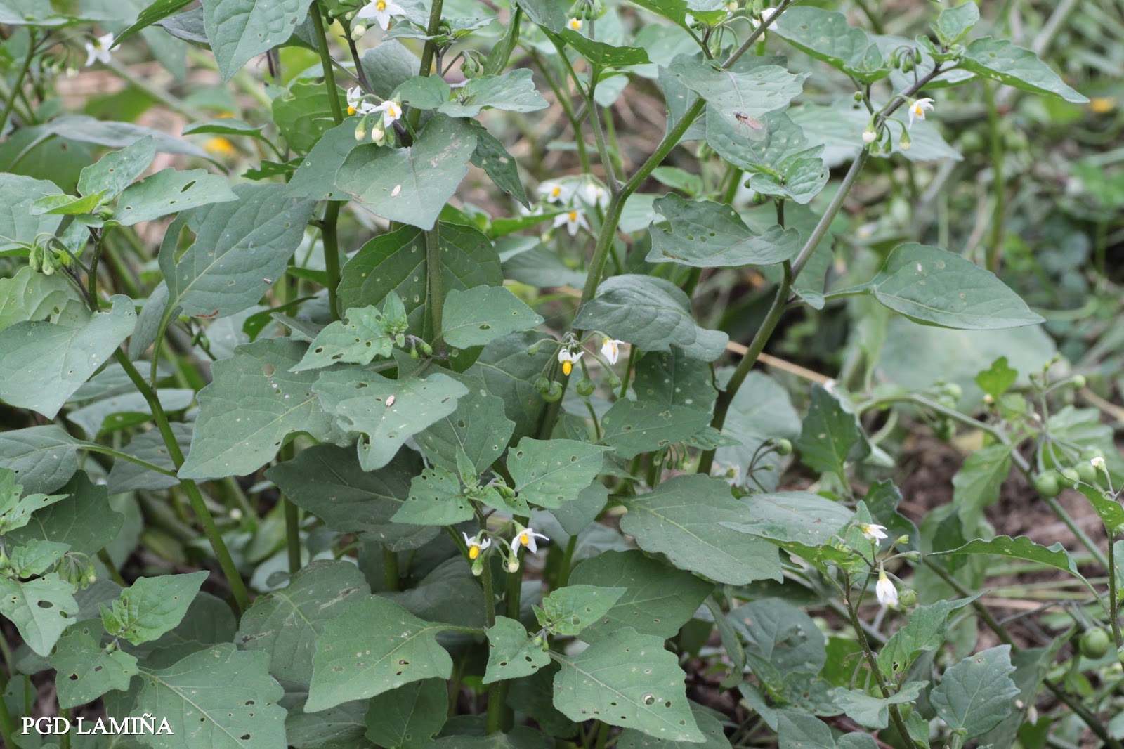 SOLANUM NIGRUM. tomatillos del diablo.