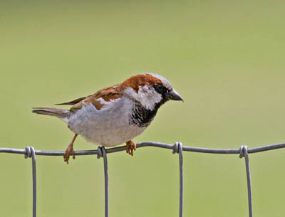 Photo of House Sparrow on fence Photo of House Sparrow on fence