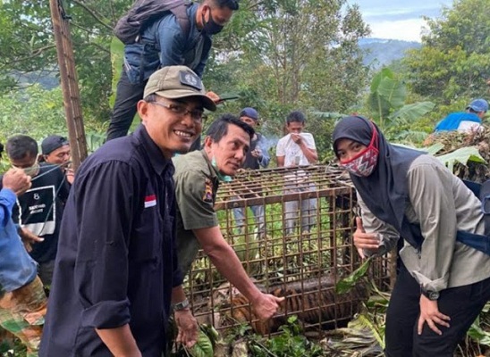  1 Harimau Sumatera Ditangkap, Petani Dilarang Berkebun Dikhawatirkan Induknya Ngamuk