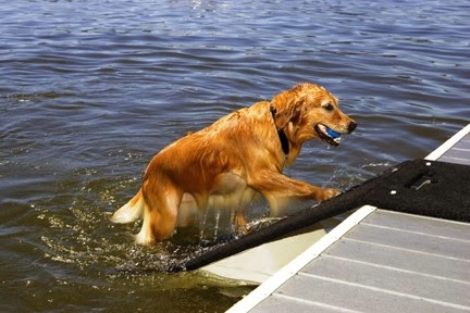 rampa para cães na piscina
