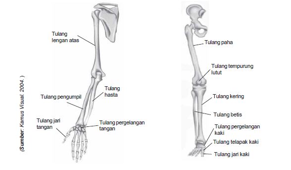 Materi Ipa Kelas 4 Rangka Manusia Mashenry Com