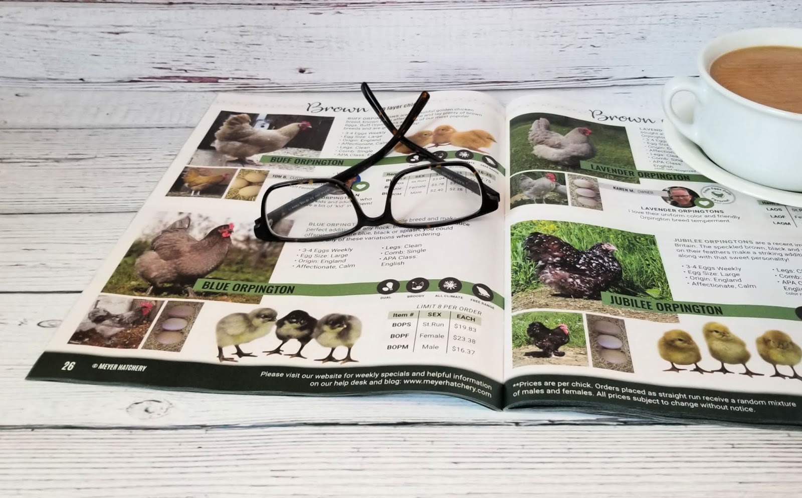 Mail Order Chicks The How, Why and When Fresh Eggs Daily® with Lisa