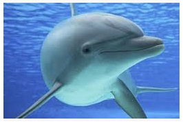 Jenis-jenis mamalia laut