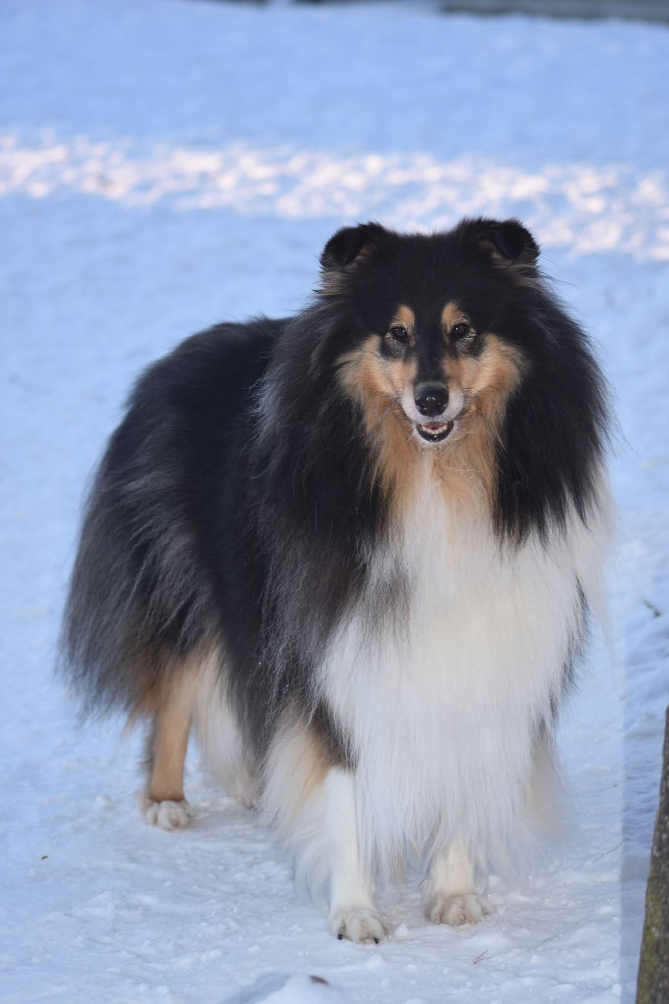 Pitkäkarvainen collie, Aikuaiven Peilista Kaso