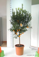 Variedades Citrus reticulata (Mandarino)