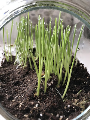 Cat grass, growing in pot