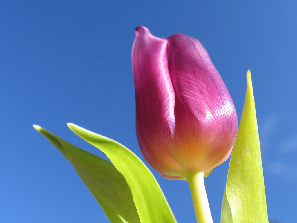 Tulip wallpapers hd | All HD Wallpaper 2014