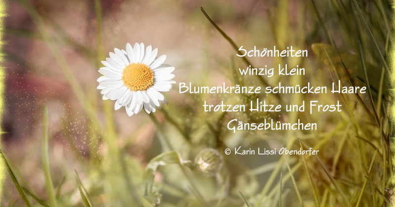 Karin Lissis Gedichteblog Gänseblümchen