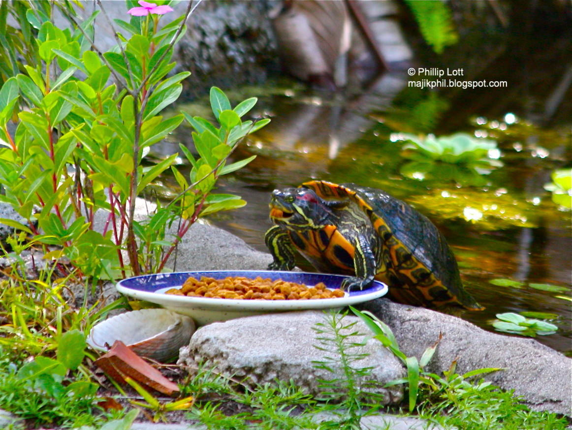 Кормление красноухой черепахи в домашних. Красноухая черепаха. Красноухая черепаха питание. Еда для черепахи красноухой. Красноухие черепахи кормление.