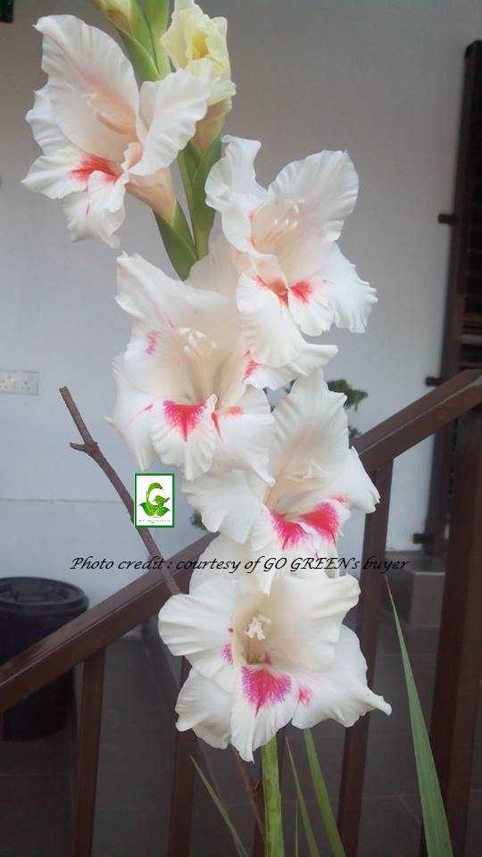 Seeds For Sale Online GLADIOLUS bulbs for sale