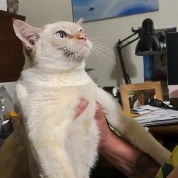 Cat annoyed by owner and asks to be put down