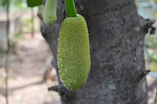 https://commons.wikimedia.org/wiki/File:Small_Jackfruit_hanging.jpg
