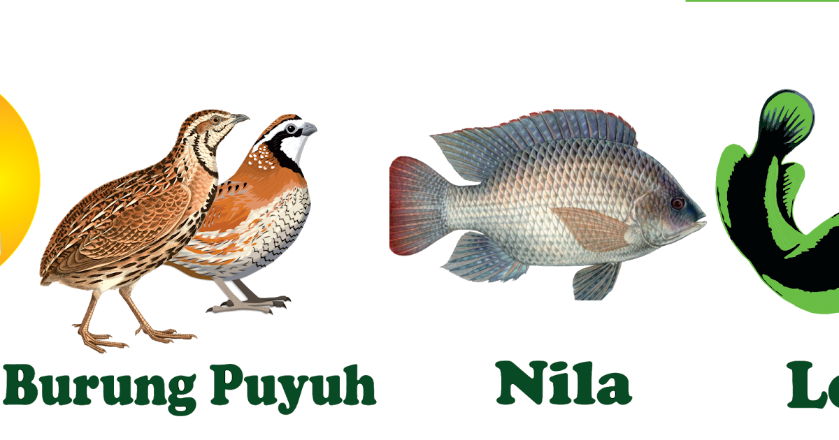 Dunia Logo : ikan ayam burung puyuh lele ikan mas nila bebek png
