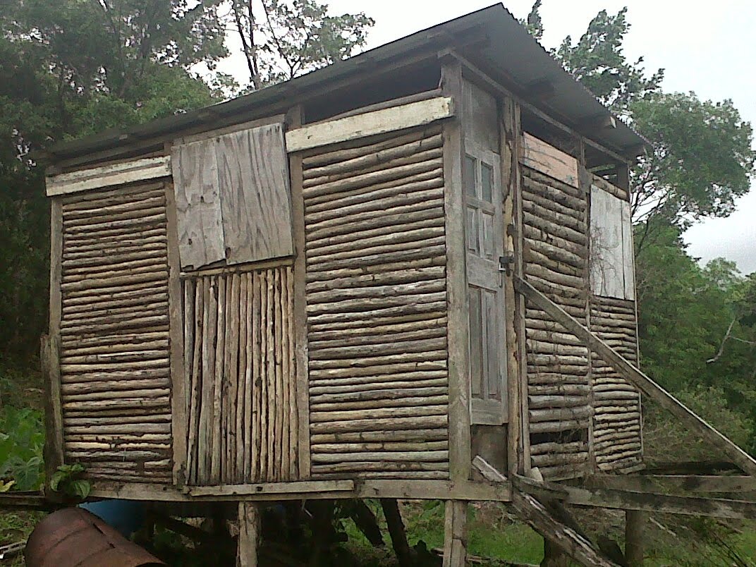 And Then There Was Nesta One Room Shack A review of Delroy Williams