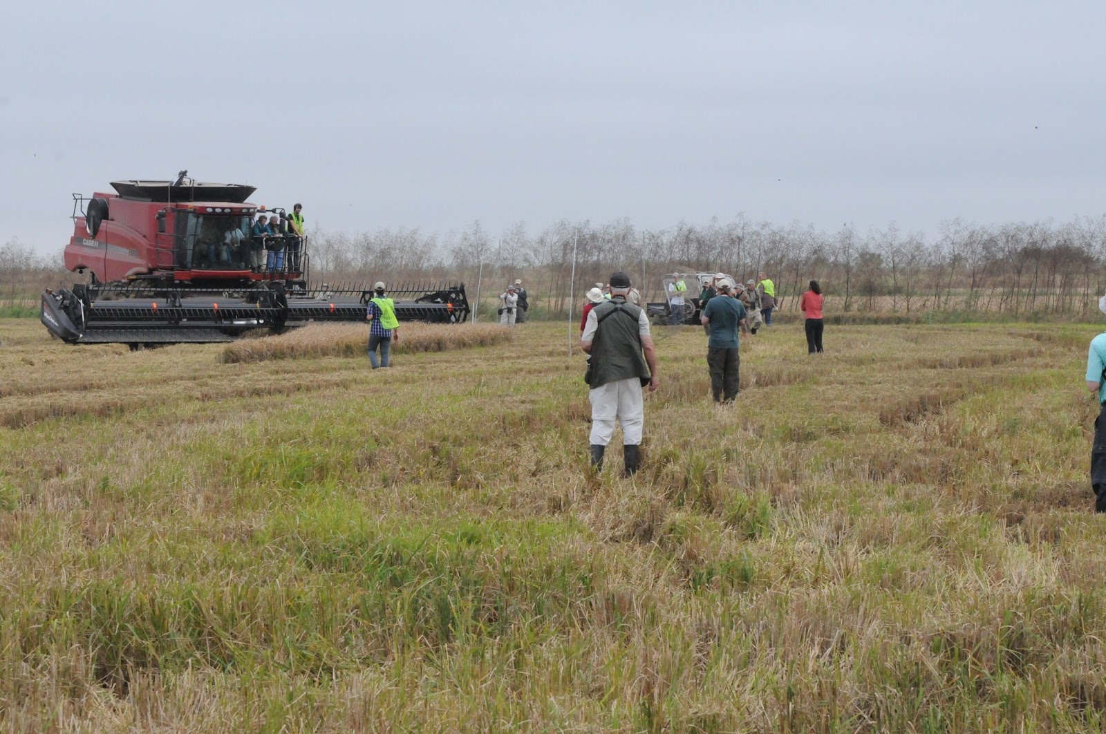 Louisiana Agritourism Yellow Rails & Rice Festival Coming Soon