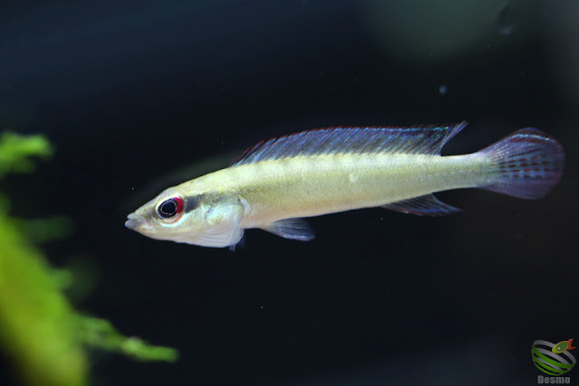 Crenicichla notophthalmus