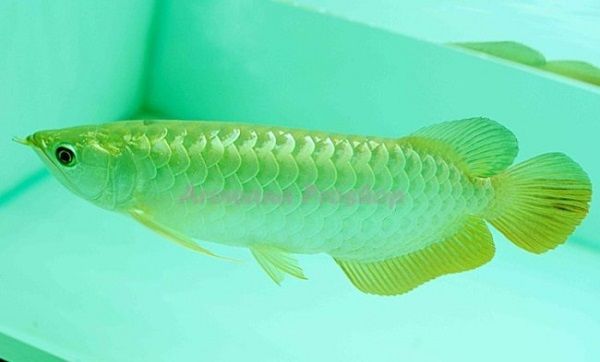 Gambar Ikan Arwana Banjar Kuning
