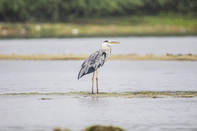 grey heron