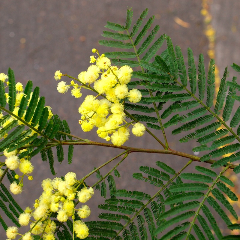 Celebrating Wattle Day! Growing Illawarra Natives