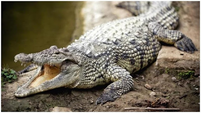 Nelayan Ini Santai Makan Buaya Besar Nusantarabet4D2