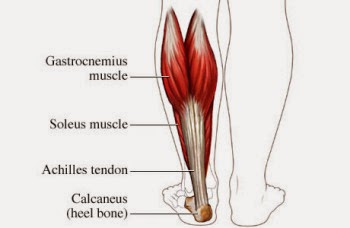 PEKeller: Muscles Used in Mile Run/Walk