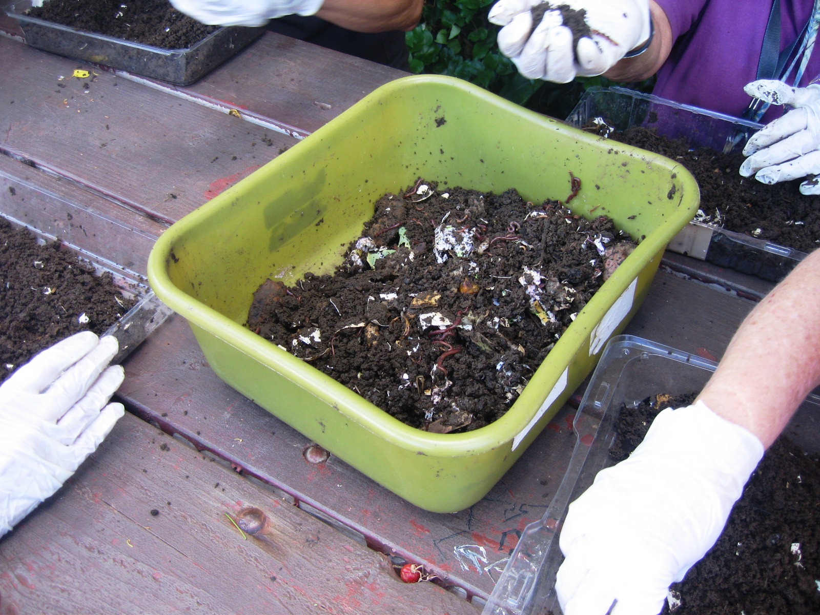 Diamond Head Community Garden IN PRAISE OF WORMS!