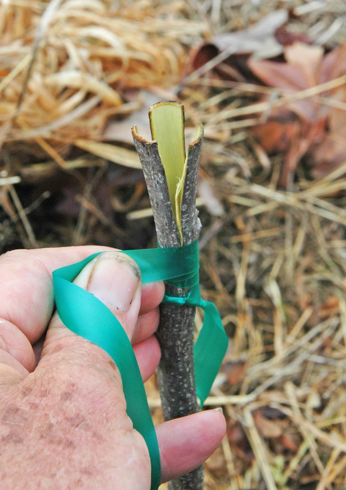 Northern Pecans A great day for grafting pecan trees