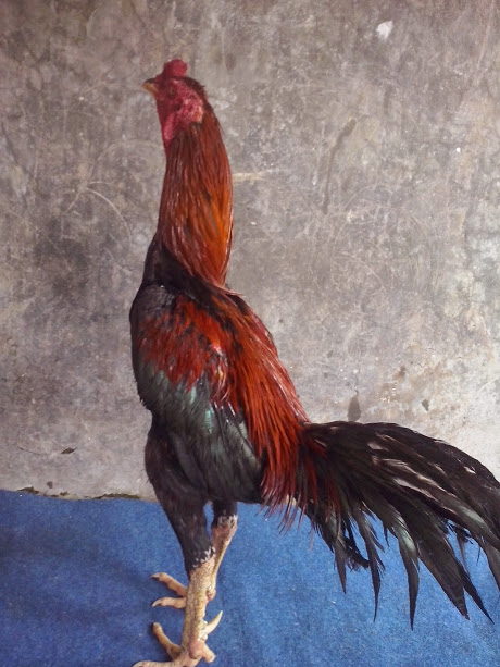 Macam macam Warna Bulu Ayam Aduan Jawara | JUAL AYAM
