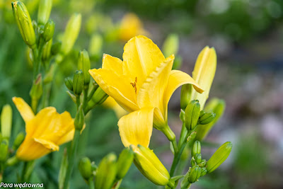 Powsin ogród botaniczny PAN rośliny kwitnące