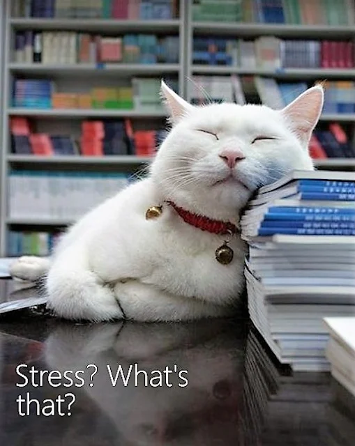 Can stress make cats sick?
