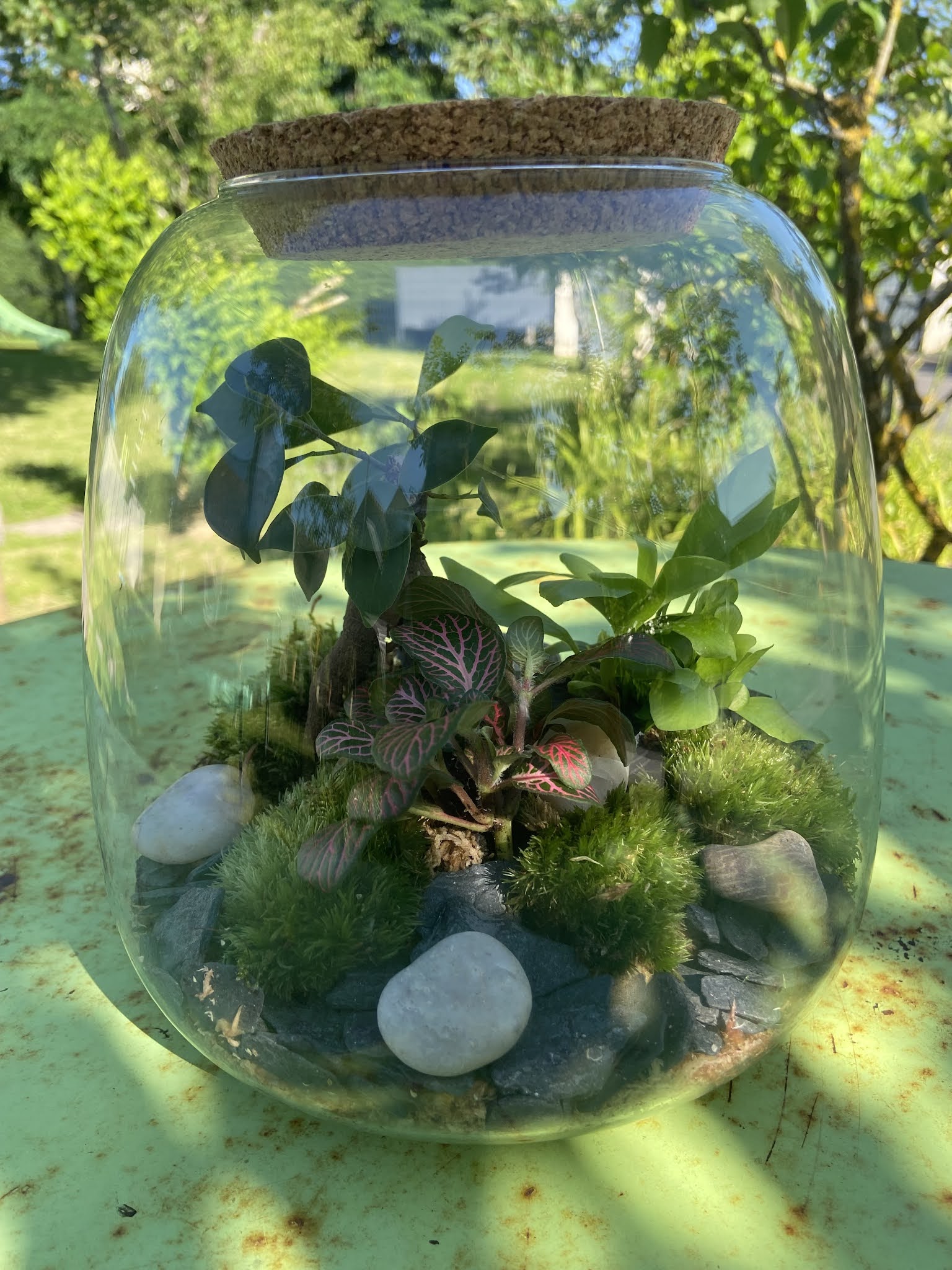 Terrarium Lanterne Marcelle  Boby la Plante – bobylaplante