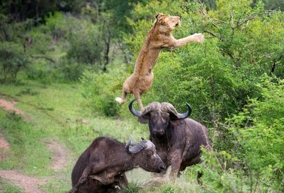 Un búfalo ataca a un león por defender a su amigo 
